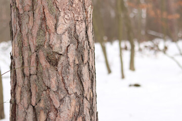 Fototapeta premium Close-up of a pine tree trunk in a forest in winter. Pine tree during the day, close-up of the bark. Tree for a natural background. Details. Focus on the pine tree trunk with a blurred background