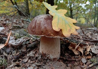 Boletus are very beautiful mushrooms. Mushrooms grow in the forest. Forest mushrooms, green moss, leaves and trees.