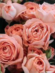 Huge pink roses close up