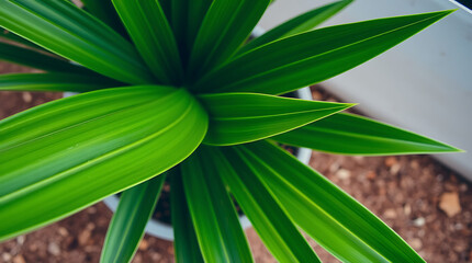 Obraz premium Leaf Visual Background Display: A Natural and Elegant Botanical Aesthetic