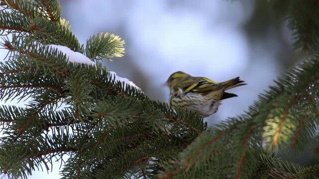 A male Eurasian siskin sits on the spruce branch and eats snow, then flies away on a sunny winter day. 