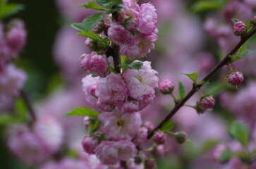 lilac flowers in spring