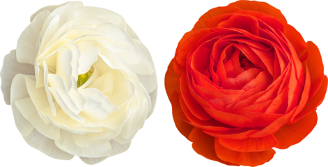 Two detailed ranunculus flowers in white and red isolated on white. Perfect for floral designs, prints, packaging, invitations, backgrounds, and botanical illustrations.