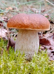 Boletus are very beautiful mushrooms. Mushrooms grow in the forest. Forest mushrooms, green moss, leaves and trees.