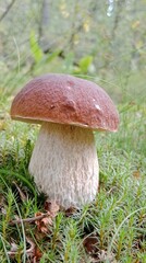 Boletus are very beautiful mushrooms. Mushrooms grow in the forest. Forest mushrooms, green moss, leaves and trees.
