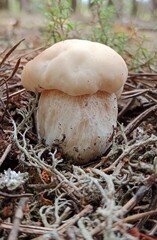 Boletus are very beautiful mushrooms. Mushrooms grow in the forest. Forest mushrooms, green moss, leaves and trees.