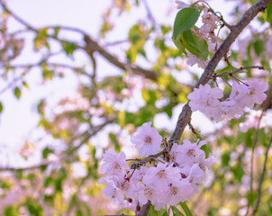 ソメイヨシノ葉桜13