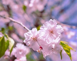 ソメイヨシノ葉桜10