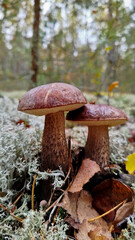 Boletus are very beautiful mushrooms. Mushrooms grow in the forest. Forest mushrooms, green moss, leaves and trees.