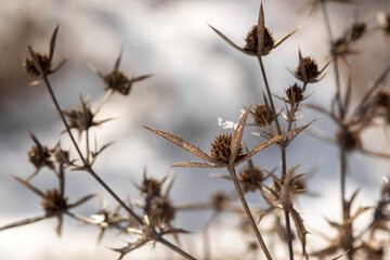 snow covered grass