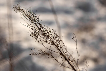 snow covered grass