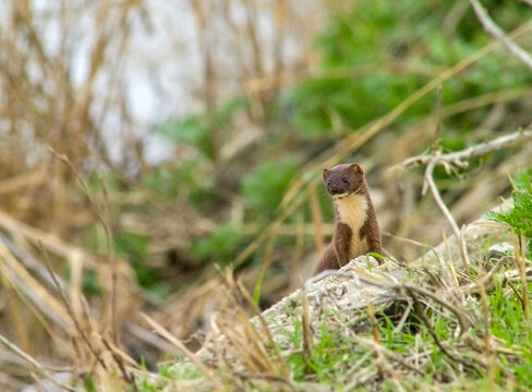 least weasel donnola (Mustela nivalis). Cabras