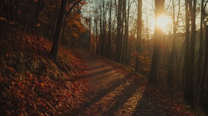 Fototapeta premium Autumnal Forest Path: A Golden Hour Stroll Through Nature's Embrace