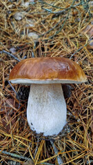 Boletus are very beautiful mushrooms. Mushrooms grow in the forest. Forest mushrooms, green moss, leaves and trees.
