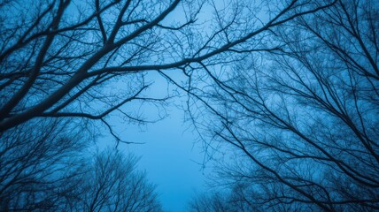 Bare Tree Branches Silhouetted Against Deep Blue Sky in a Winter Scene