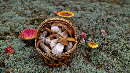 Boletus are very beautiful mushrooms. Mushrooms grow in the forest. Forest mushrooms, green moss, leaves and trees.