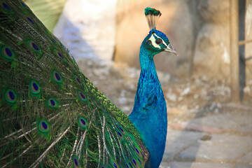 Obraz premium portrait of a peacock