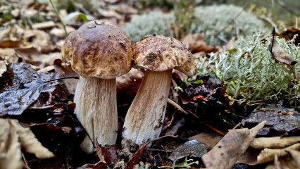 Boletus are very beautiful mushrooms. Mushrooms grow in the forest. Forest mushrooms, green moss, leaves and trees.