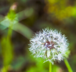 タンポポの綿毛6