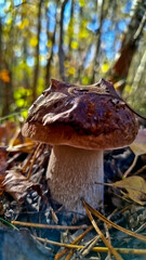 Fototapeta premium Boletus are very beautiful mushrooms. Mushrooms grow in the forest. Forest mushrooms, green moss, leaves and trees.