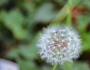 タンポポの綿毛8