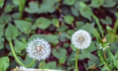 タンポポの綿毛5