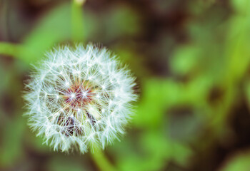 タンポポの綿毛3