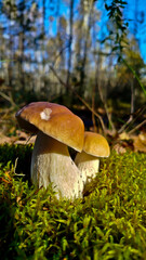Boletus are very beautiful mushrooms. Mushrooms grow in the forest. Forest mushrooms, green moss, leaves and trees.