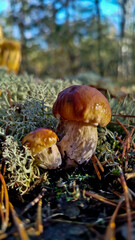 Boletus are very beautiful mushrooms. Mushrooms grow in the forest. Forest mushrooms, green moss, leaves and trees.
