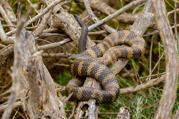 Tiger Snake (Notechis scutatus) on Twisted Branches