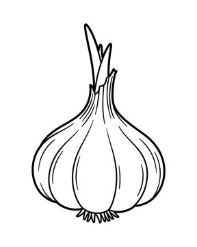 Naklejki garlic sketch 