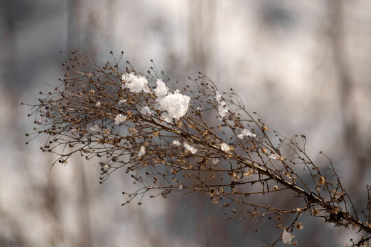 beautiful winter landscape with snow covered trees - Powered by Adobe
