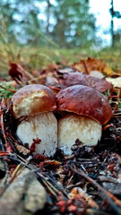 Boletus are very beautiful mushrooms. Mushrooms grow in the forest. Forest mushrooms, green moss, leaves and trees.