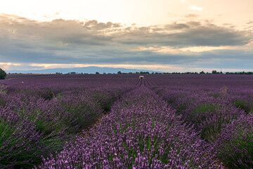 Obraz premium Lavender Fields Under a Dramatic Sky in Provence, France