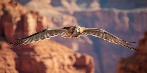 Ferruginous hawk soaring over grand canyon at sunset