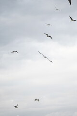 seagull flying