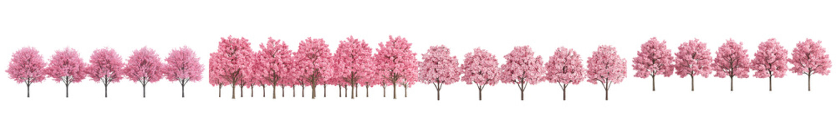 Fototapeta premium Rows of Blooming Pink Cherry Blossom Trees Lining a Peaceful Park or Garden in a Scenic Spring Landscape Floral Botanical Background with Lush Foliage and Vibrant Seasonal Colors