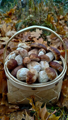 Boletus are very beautiful mushrooms. Mushrooms grow in the forest. Forest mushrooms, green moss, leaves and trees.