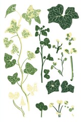 Illustration of Hedera helix variegata showing plant parts and leaf variations
