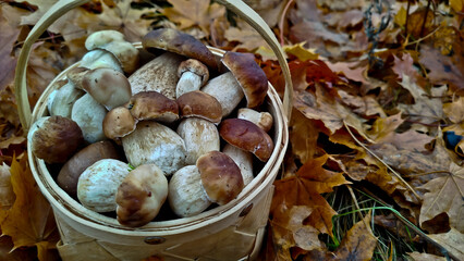 Boletus are very beautiful mushrooms. Mushrooms grow in the forest. Forest mushrooms, green moss, leaves and trees.