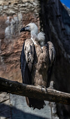 Eurasian griffon on the beam. Latin name - Gyps fulvus	