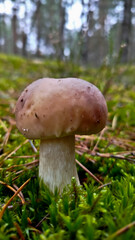 Boletus are very beautiful mushrooms. Mushrooms grow in the forest. Forest mushrooms, green moss, leaves and trees.