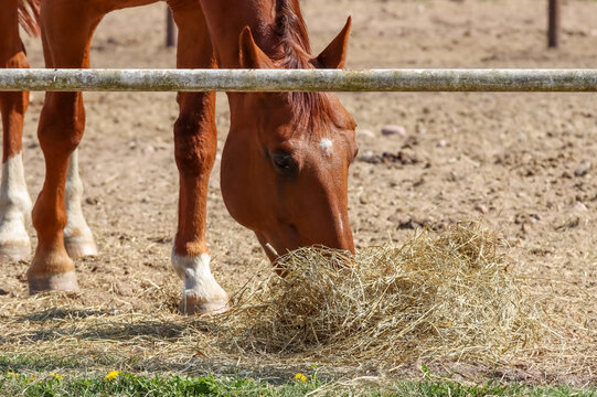 Riding horse's mealtime. Beautiful brown horse eats hay in the courtyard of the manor on a sunny spring day.