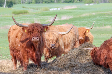 Longhorn highland cattle grazing in the pasture of a Finnish manor. The cattle enjoy their large green pastures.