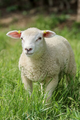 White sheep in the summer pasture in June. The curious lamb has yellow ear tags on both ears. Fresh green hay grows in the meadow.