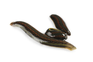 Medicinal leech isolated on white. Alternative medicine