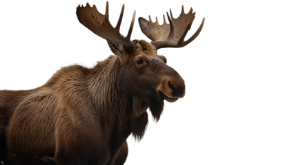 animal moose on a transparent background. elk on a transparent background