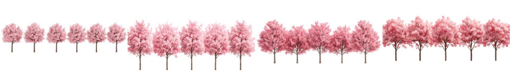 Stunning spring scene with a lush vibrant forest of blooming cherry trees in full pink blossom  Scenic landscape with flourishing floral foliage and serene tranquil atmosphere