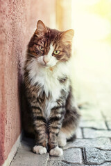 Portrait of a multicolored cat sitting on the street, looking at the camera