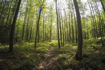 A serene forest path surrounded by tall trees, perfect for nature photography or landscape design inspiration
